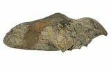Fossil Whale Ear Bone - South Carolina #189433-1